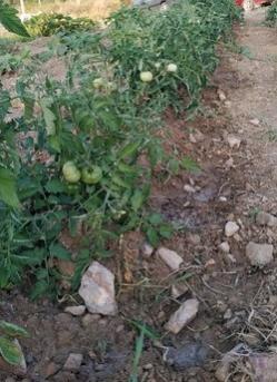 Name:  hala-dom.jpg
Views: 557
Size:  22.0 KB