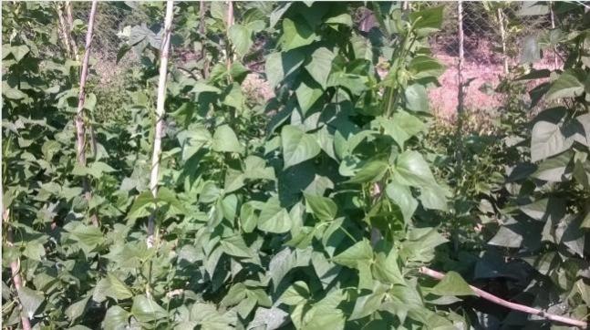 Name:  kı1.jpg
Views: 2124
Size:  62.3 KB