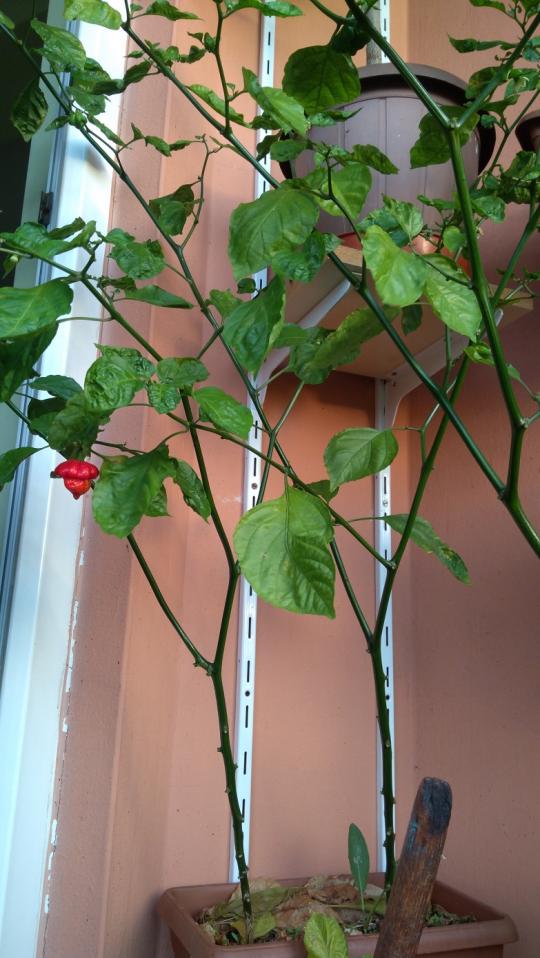 Name:  triini.jpg
Views: 406
Size:  75.7 KB