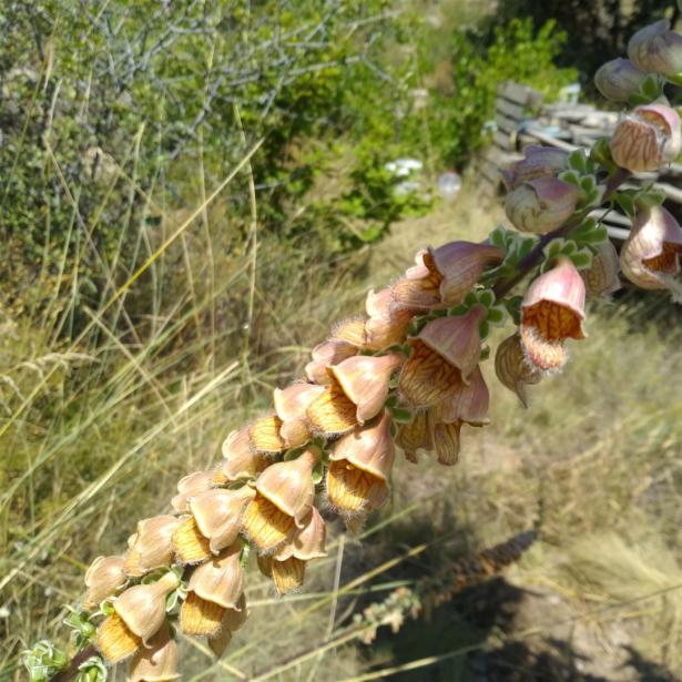 Name:  Yüksük Otu (Digitalis purpurea) 1.jpg
Views: 1072
Size:  71.4 KB
