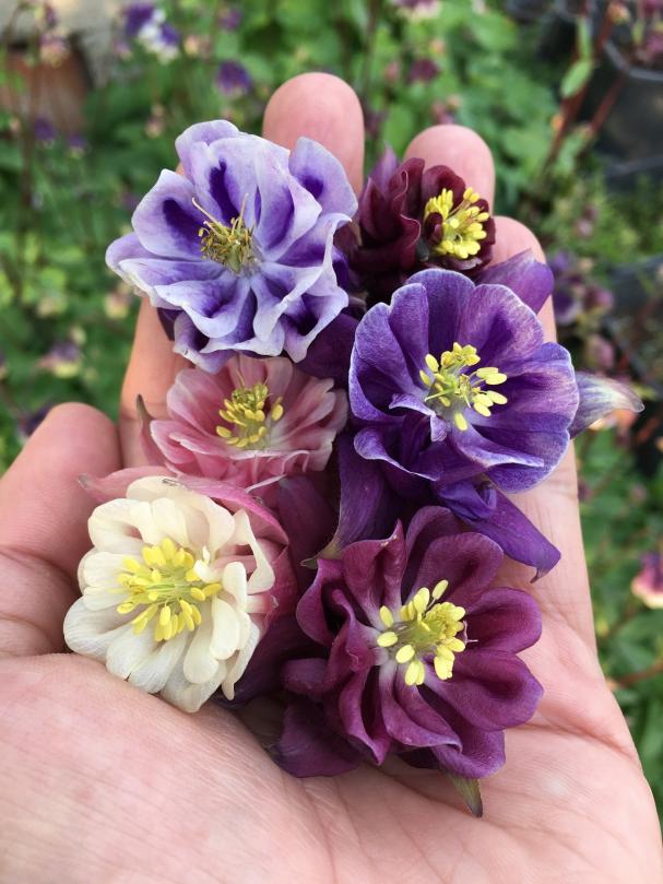 Name:  Columbine I.jpg
Views: 1929
Size:  71.8 KB