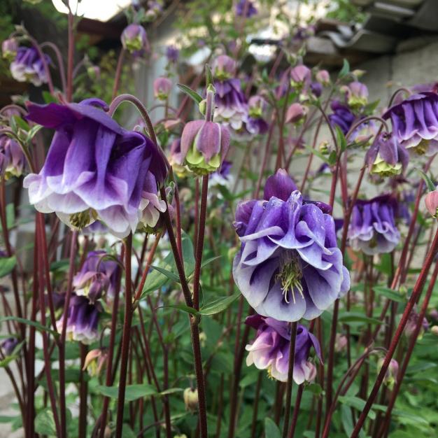 Name:  Columbine II.jpg
Views: 1884
Size:  71.8 KB
