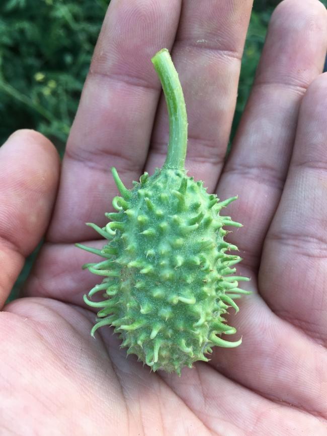 Name:  West India Burr Gherkin I.jpg
Views: 1694
Size:  67.4 KB