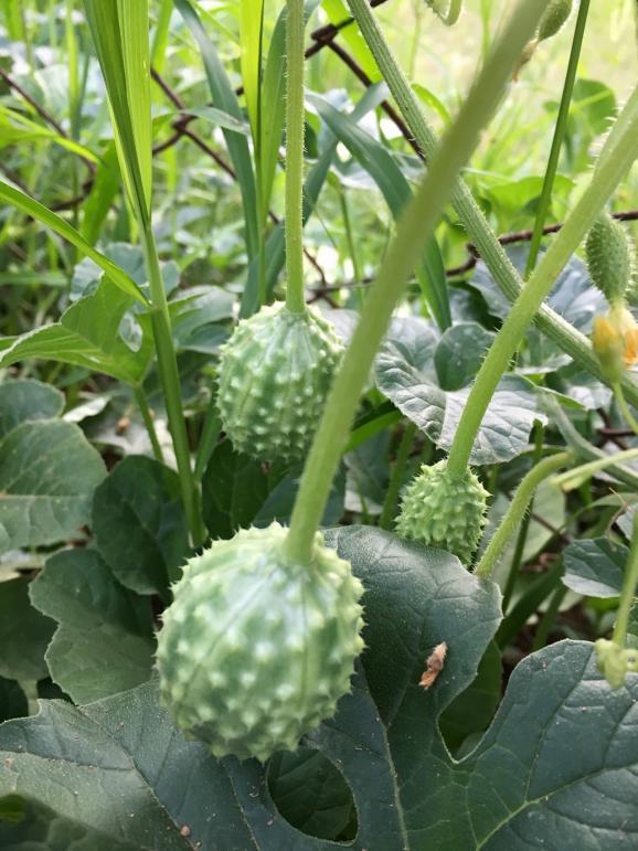 Name:  West India Burr Gherkin II.jpg
Views: 1656
Size:  74.0 KB