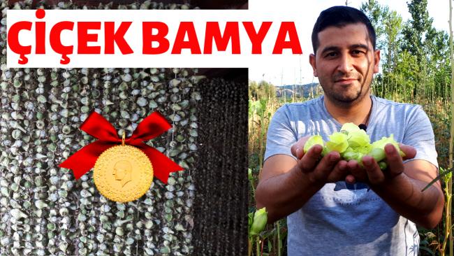 Name:  EK BAMYA.jpg
Views: 572
Size:  66.2 KB