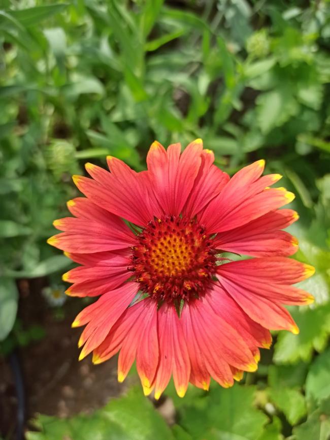 Name:  Gaillardia - Gayret iei 1.jpg
Views: 1060
Size:  68.4 KB