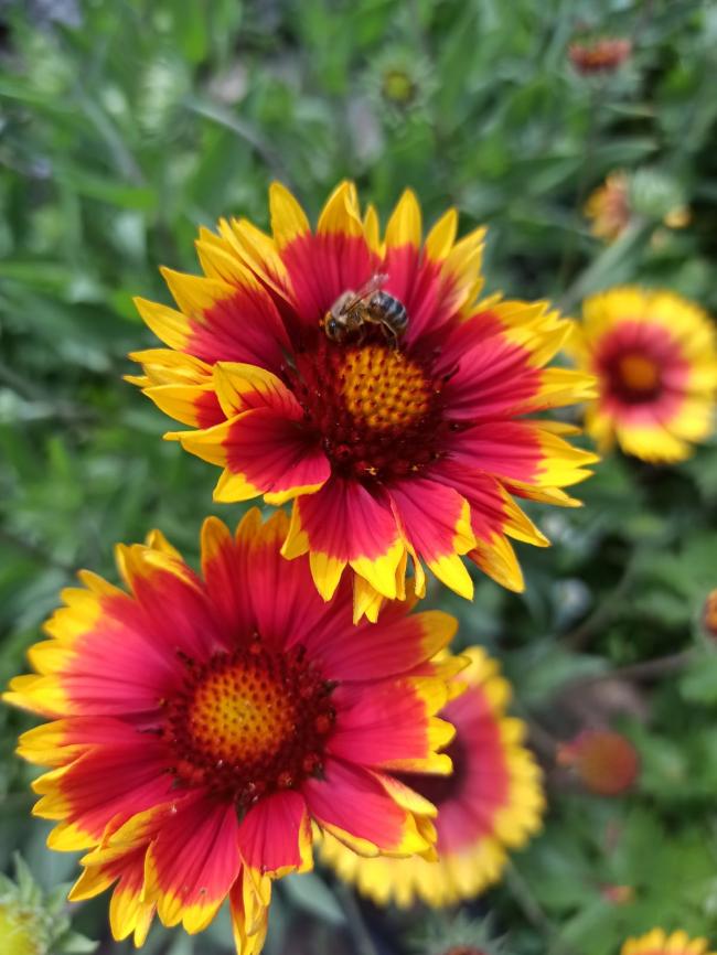 Name:  Gaillardia - Gayret iei 2.jpg
Views: 1258
Size:  68.8 KB