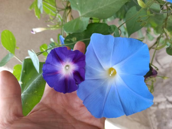 Name:  Ipomoea tricolor Heavenly Blue Morning Glory 1.jpg
Views: 551
Size:  34.9 KB