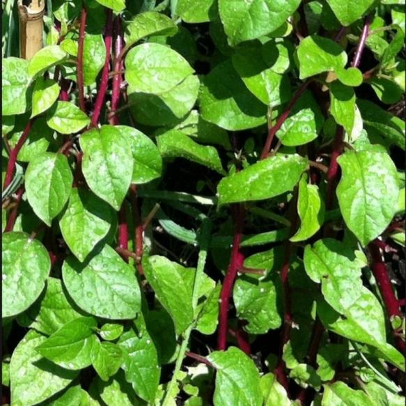Name:  malabar.jpg
Views: 538
Size:  73.9 KB