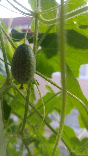 Name:  Cucamelon.jpg
Views: 697
Size:  68.5 KB