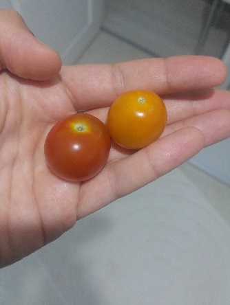 Name:  sungold select ii.jpg
Views: 595
Size:  42.7 KB