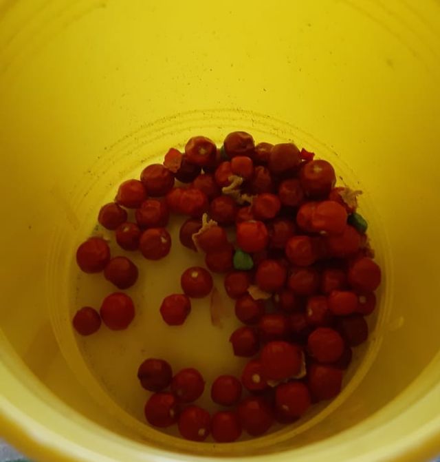 Name:  ashwagandha.jpg
Views: 716
Size:  30.9 KB
