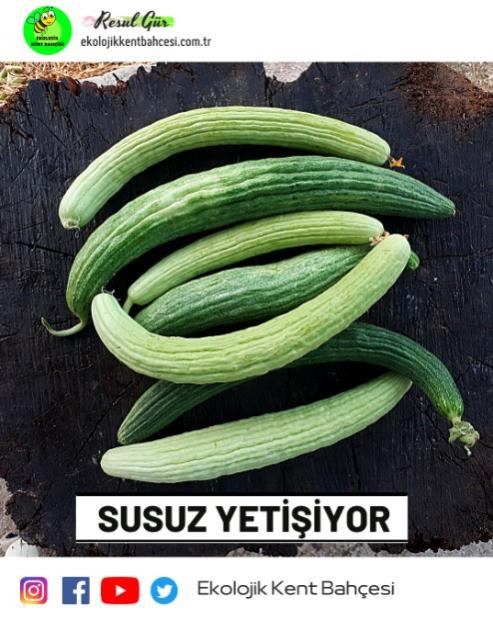 Name:  enky Acur.jpg
Views: 517
Size:  57.6 KB