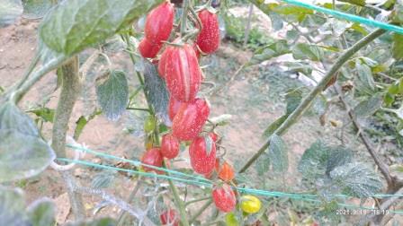 Name:  Pembe oval eri domates.jpg
Views: 671
Size:  34.9 KB