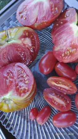 Name:  Pembe oval eri domates i.jpg
Views: 728
Size:  34.8 KB