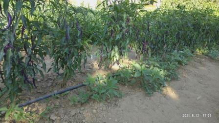 Name:  Buena mulata 2021.jpg
Views: 653
Size:  35.9 KB