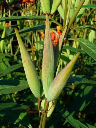 Name:  Asclepias Curassavica3.jpg
Views: 459
Size:  30.9 KB