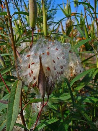 Name:  Asclepias Curassavica4.jpg
Views: 692
Size:  36.9 KB