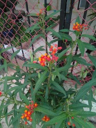 Name:  Asclepias Curassavica1.jpg
Views: 943
Size:  34.7 KB
