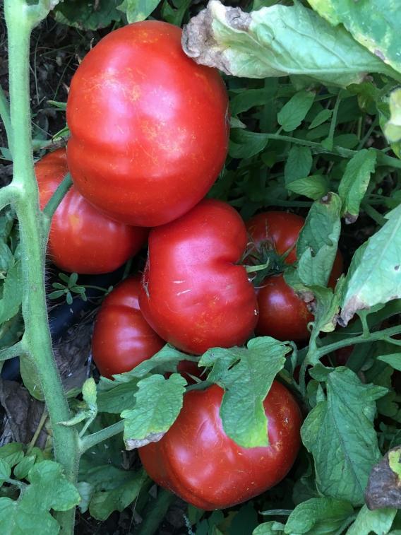 Name:  Red Giant I.jpg
Views: 797
Size:  72.9 KB