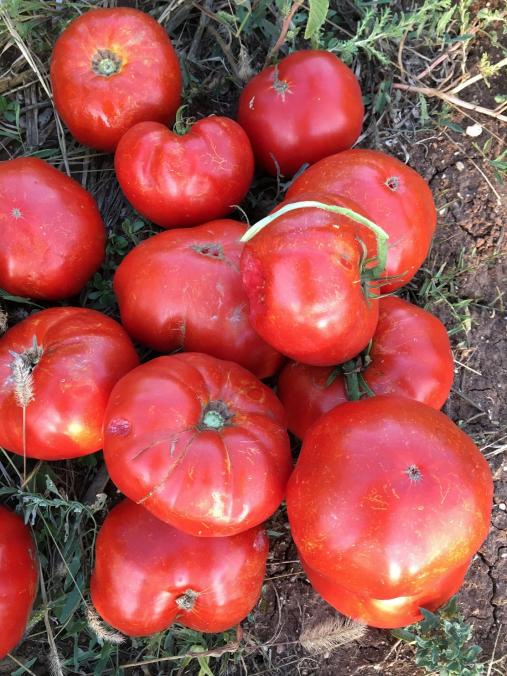 Name:  Red Giant II.jpg
Views: 771
Size:  75.5 KB