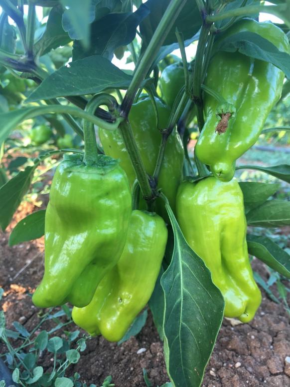 Name:  Kandil Dolma I.jpg
Views: 762
Size:  73.5 KB