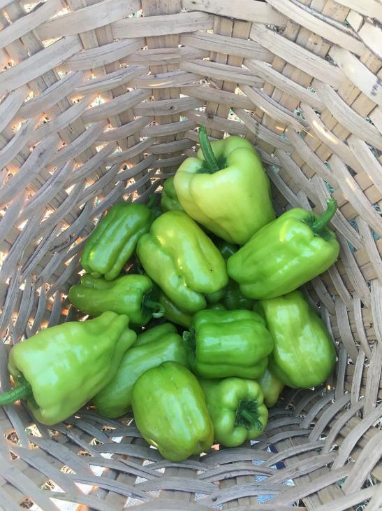 Name:  Kandil Dolma II.jpg
Views: 801
Size:  74.7 KB