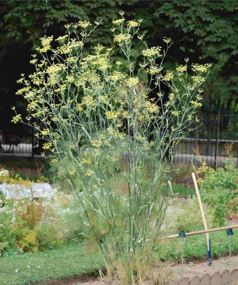 Name:  REZENE Foeniculum vulgare-min.jpg
Views: 588
Size:  74.8 KB