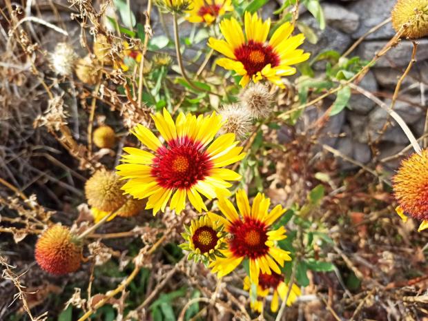 Name:  Gaillardia - Gayret iei sar rengi fazla olan 1.jpg
Views: 425
Size:  72.2 KB