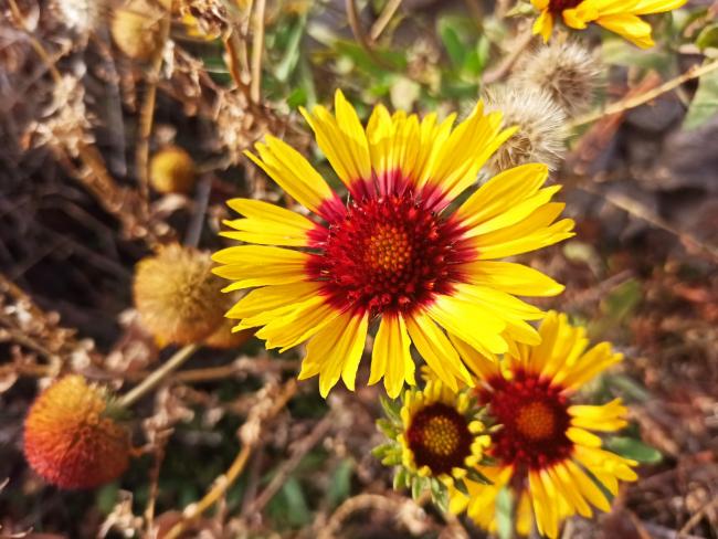 Name:  Gaillardia - Gayret iei sar rengi fazla olan.jpg
Views: 420
Size:  56.9 KB