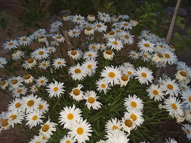 Name:  Margarita papatya Leucanthemum superbum Shasta Margarita iei topluca.jpg
Views: 478
Size:  71.8 KB