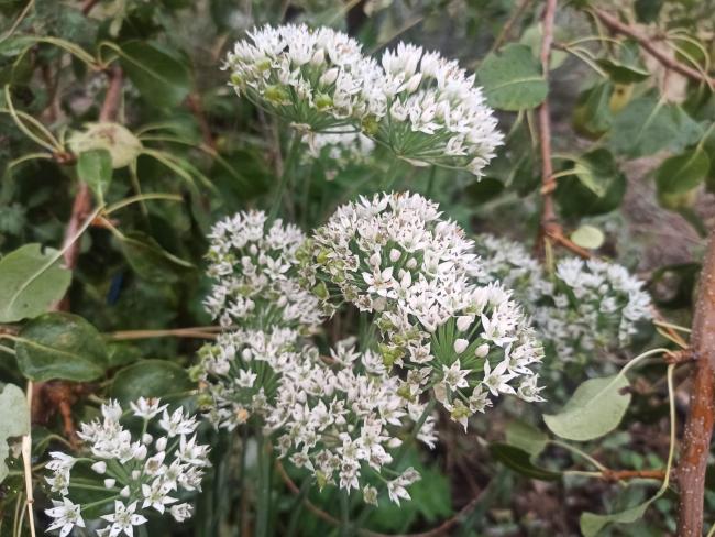 Name:  Sarmsak Otu (Garlic Chives) iei.jpg
Views: 421
Size:  64.8 KB