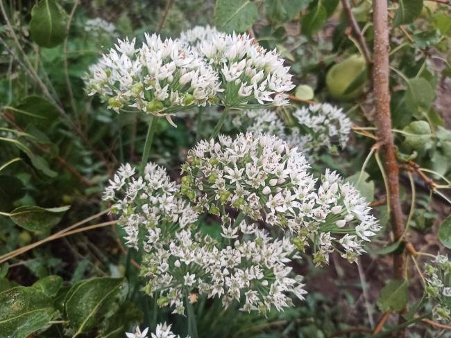 Name:  Sarmsak Otu (Garlic Chives).jpg
Views: 439
Size:  68.6 KB