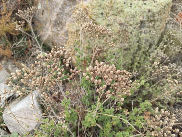 Name:  Bilya Kekik (Origanum onites) 1.jpg
Views: 478
Size:  70.9 KB