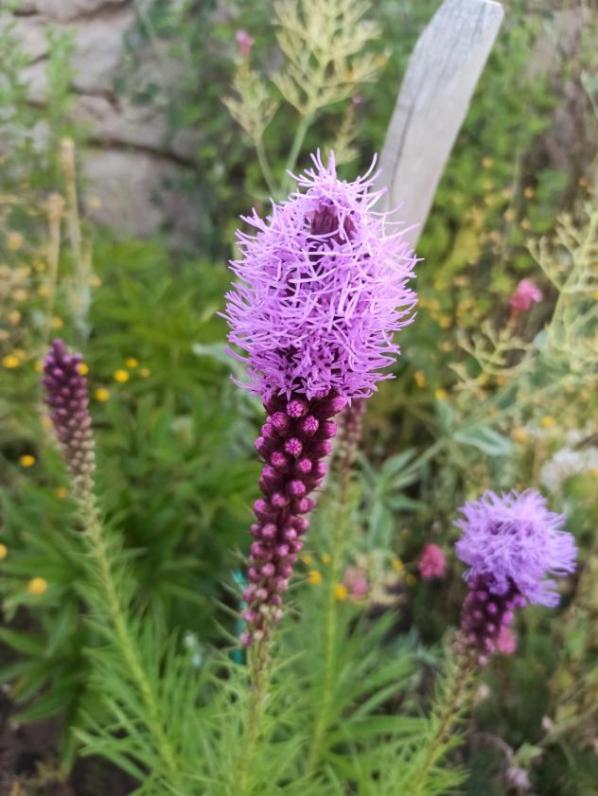Name:  Liatris (Asteraceae spicata).jpg
Views: 421
Size:  63.5 KB