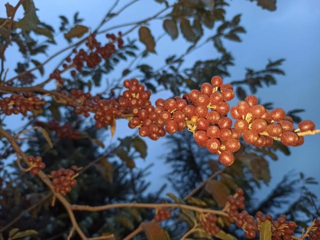 Name:  Gz Zeytini (Elaeagnus umbellata) 5.jpg
Views: 266
Size:  49.8 KB