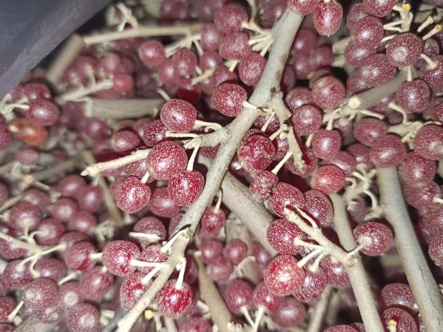 Name:  Gz Zeytini (Elaeagnus umbellata) 6.jpg
Views: 254
Size:  70.8 KB