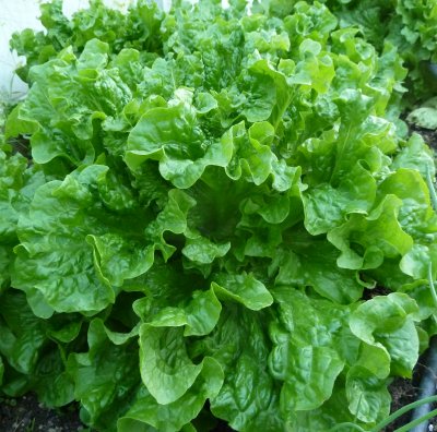 Name:  MT Green Star 2.jpg
Views: 348
Size:  49.8 KB