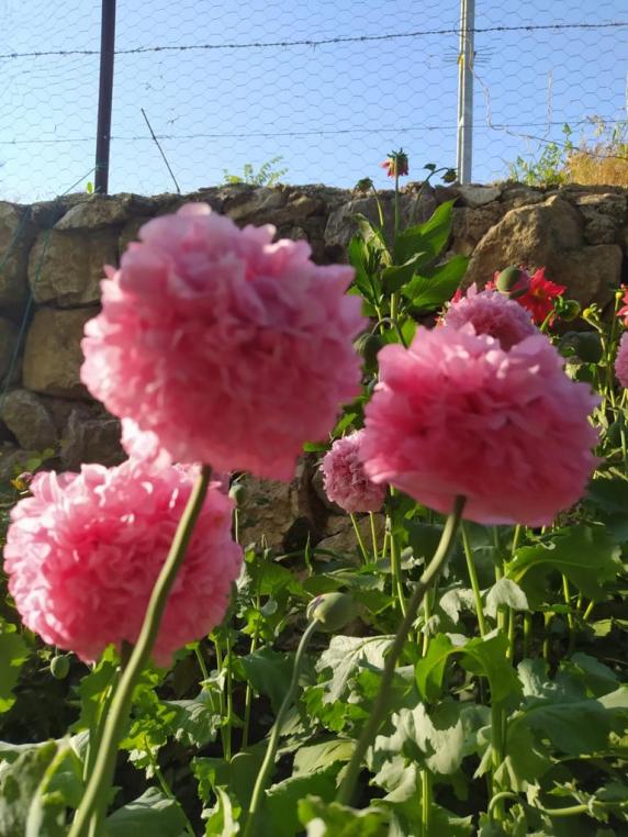 Name:  Gel I.jpg
Views: 367
Size:  74.8 KB
