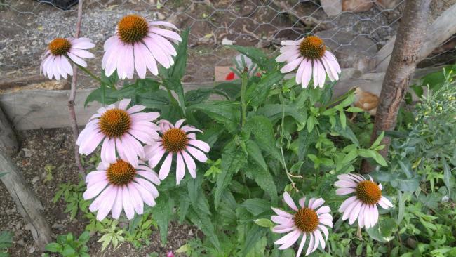 Name:  Ekinezya.jpg
Views: 354
Size:  56.6 KB