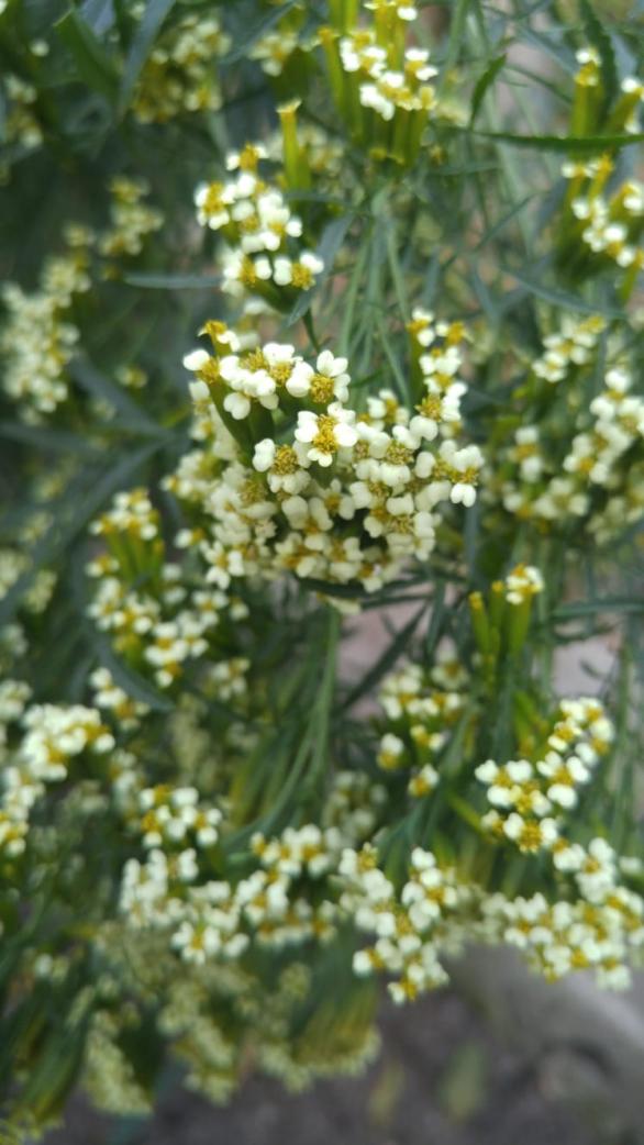 Name:  Kadife I.jpg
Views: 374
Size:  74.8 KB