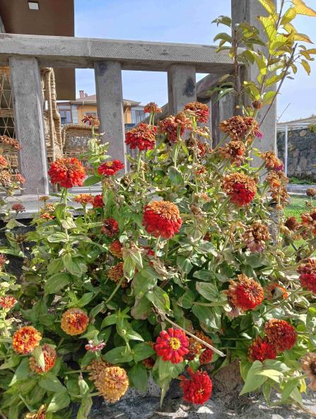 Name:  zinnia.jpg
Views: 647
Size:  75.3 KB