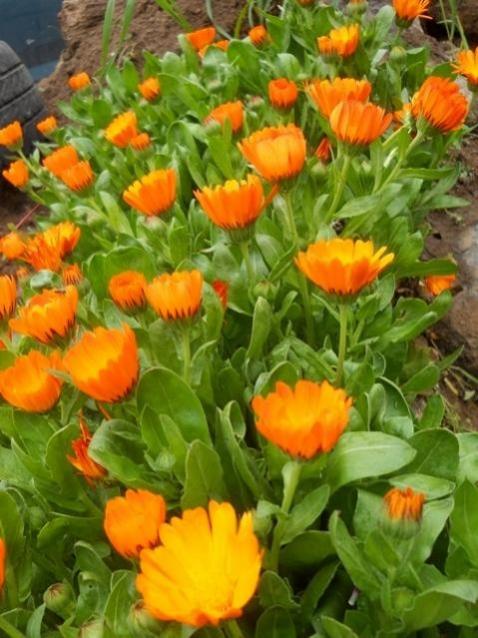Name:  DSCN5352.jpg
Views: 629
Size:  55.3 KB