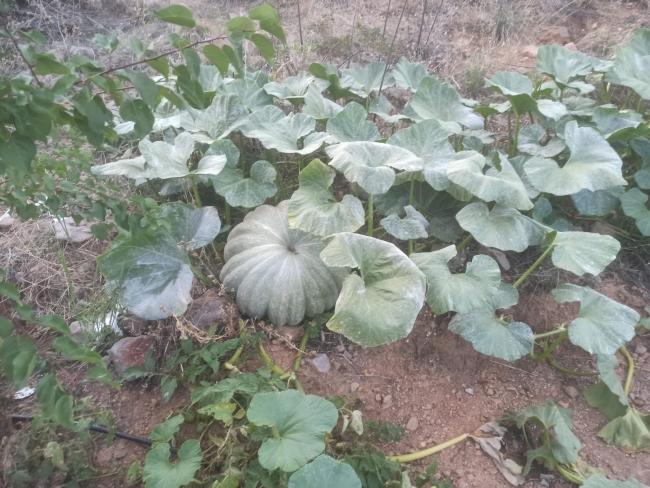 Name:  Balkabağı.jpg
Views: 504
Size:  65.0 KB