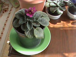Name:  DSC00079.JPG
Views: 1888
Size:  29.6 KB