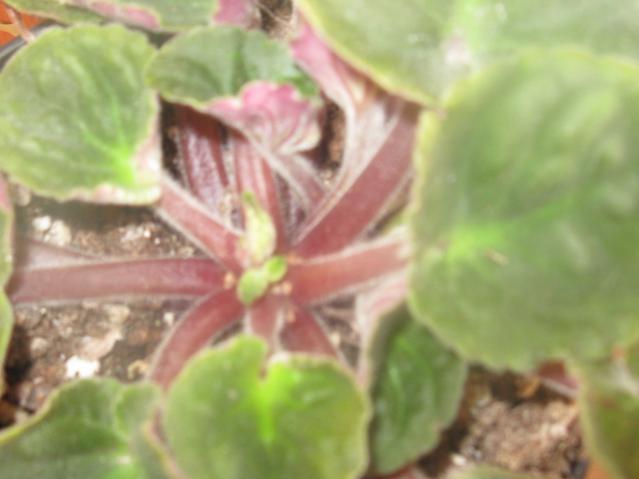 Name:  IMG_1431.jpg
Views: 1636
Size:  28.8 KB