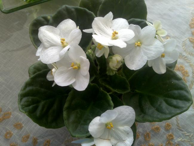 Name:  ABCD0009.jpg
Views: 1363
Size:  38.1 KB