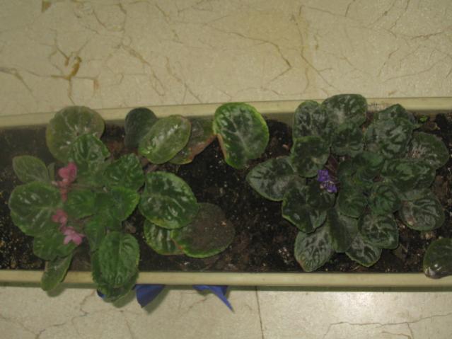 Name:  IMG_1458.jpg
Views: 1397
Size:  37.2 KB