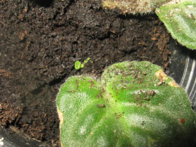 Name:  IMG_1509.jpg
Views: 1411
Size:  62.6 KB