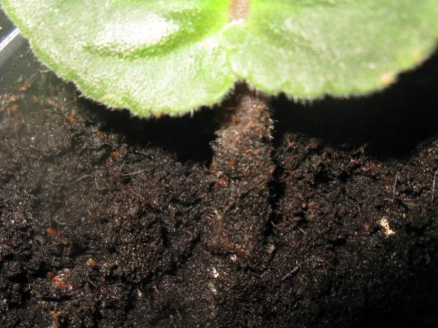 Name:  IMG_1511.jpg
Views: 1425
Size:  53.4 KB